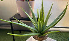 Aloe vera kunstpflanze gebraucht kaufen  Bergen