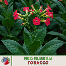 Red russian tobacco for sale  Venice