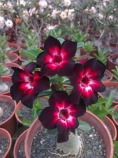 Pink black white for sale  Ravensdale