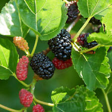 Mulberry tree seeds for sale  Saint Michaels