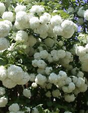 Pot large viburnum for sale  BILLINGSHURST