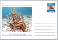 Coral staghorn coral for sale  UK