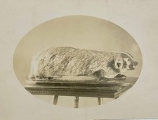 Taxidermy photo badger for sale  Columbia
