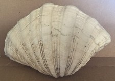 Vintage natural ocean for sale  Mariposa
