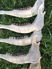 Red roe deer for sale  ISLE OF SKYE