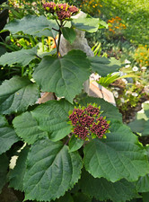 Pink mexican hydrangea for sale  Dallas