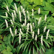 Liriope muscari monroe for sale  Decatur