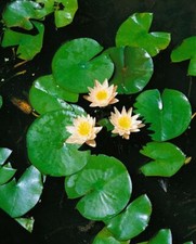 Nymphaea cult walter gebraucht kaufen  Westerstede