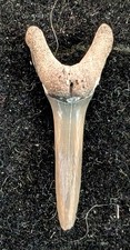 Florida fossil sand for sale  Aurora