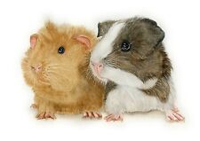 Guinea pigs watercolour for sale  YEOVIL