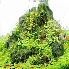 Hydrocotyle tripartita plante d'occasion  Lille-