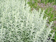 301 prairie sage for sale  Wichita