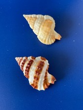 Seashell gyrineum gyrinum for sale  NEWCASTLE UPON TYNE