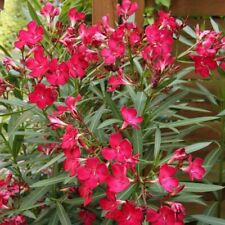 Nerium oleander hardy for sale  Walterboro
