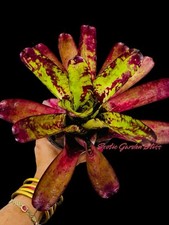 Neoregelia wine gold for sale  San Juan