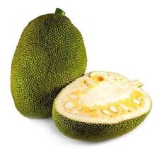 Fresh jackfruit seeds for sale  Midlothian