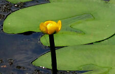 Nuphar lutea große gebraucht kaufen  Schmidmühlen