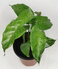 Calathea musaica network for sale  USA