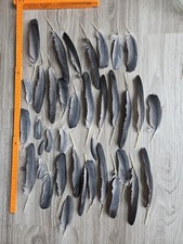 Graue vogelfedern papageienfed gebraucht kaufen  Haarbach