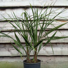 Butia capitata doppio usato  Spedire a Italy