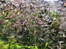 Poecilia endler mixte d'occasion Poecilia endler mixte d'occasion  Ingwiller