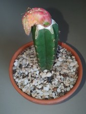 Hylocalycium chimera grafted for sale  JOHNSTONE