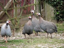 Guinea fowl eggs for sale  WINCHESTER