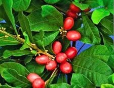 frozen berries for sale frozen berries for sale Deerfield Beach