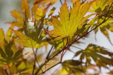 Acer palmatum japanischer gebraucht kaufen  Westerstede