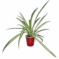 Set live spider for sale  Pelham
