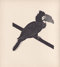 1929 hornbill print for sale  BIDEFORD