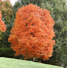 Sugar maple tree for sale  Mcminnville