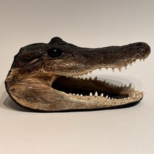 Genuine american alligator for sale  Kansas City