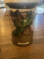 tarantula live for sale  BRADFORD