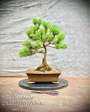 Pinus mugo wintergold gebraucht kaufen  Golßen
