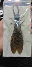 Corydalidae acanthacorydalis f d'occasion  Vienne