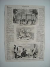 Gravure 1865. lionne d'occasion  Laxou
