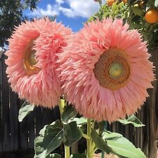 50pcs pink giant for sale  Staten Island