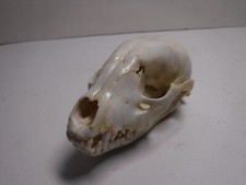 Genuine real authentic for sale  Pocatello