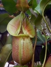Nepenthes hybrid robcantleyi for sale  Junction City