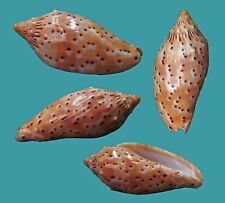 Voluta cymbiola pulchra usato  Italia