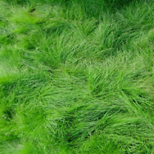 Creeping red fescue for sale  Etowah