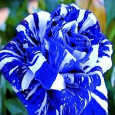 Rosa blue stripe usato  Vercelli