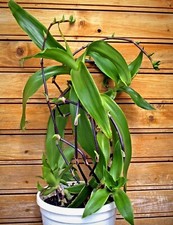 Callisia fragrans basket for sale  DAVENTRY