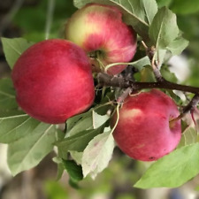 Cox range winterapfel gebraucht kaufen  Detmold