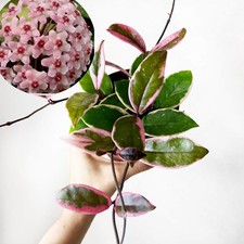 Hoya flamingo dream for sale  SOUTHAMPTON