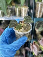 Begonia chloroneura for sale  UK