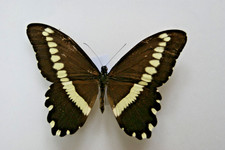 Papilio gallienus butterfly for sale  LIVERPOOL