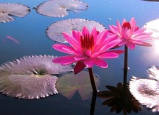 Pinke seerose pflanze gebraucht kaufen  Kaiserslautern