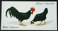 Black leghorn poultry for sale  DERBY